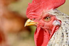 Hahn Rooster Head Crow