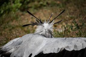 Secretary Raptor Bird