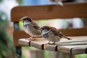Sparrow Sperling Bird
