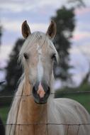 Palomino Horse behind wire fence at dusk