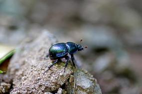 Dung Beetle Insect
