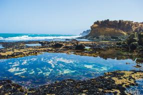 Sea Water Life