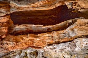 Trunk Wood Cedar Detail