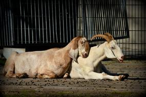 cute goats at the zoo