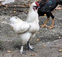 domestic fluffy chickens