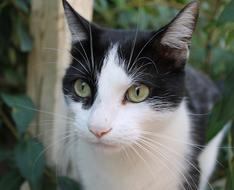 colorful cute cat