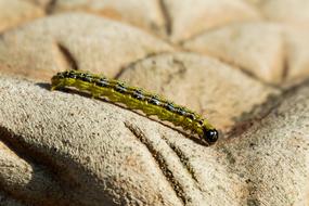 Boxwood Borer Book