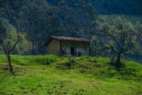 House Field Forest