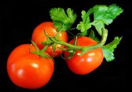 Fresh juicy tomatoes on a branch
