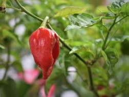 lonely pepper on a branch