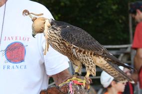 handheld falcon in a mask