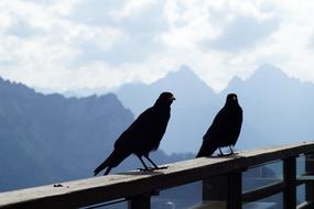 Bergdohle Bird Chough