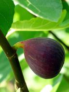 Nutritious figs on a tree