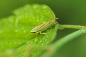 Leafhopper, green hopper, Cicadellidae, macro