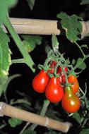 ripe delicious tomatoes on a branch