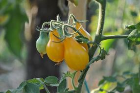 juicy yellow tomatoes in the garden