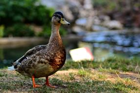 Duck Zoo Beak