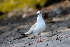 Birds Bird Animal