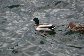 Ducks Water Bird