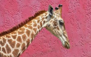 Giraffe Long Neck Pink