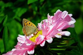 Butterfly Insect Flower