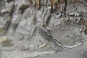 white Lizard at nature