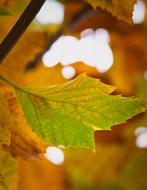 Sycamore Leaf Background