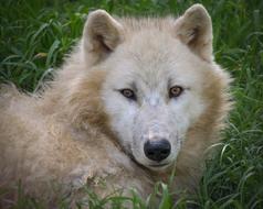 Wolf Arctic head Portrait