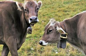 two brown cows in the field