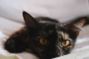 Cat Black Tortoiseshell