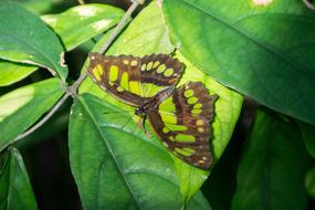 Butterfly Green Insect in garden