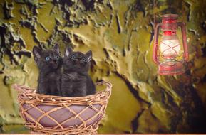 Cat Young Basket