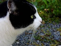 White and black Cat Close Up