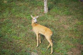 cute roe in the woods