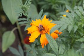 Rose Of India Yellow