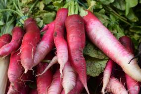 long ripe radish