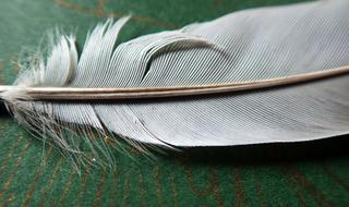 Feather White Bird