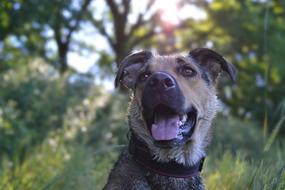 a dog walking with its mouth open
