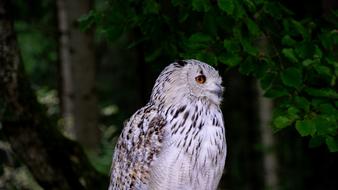 Owl Animal Bird