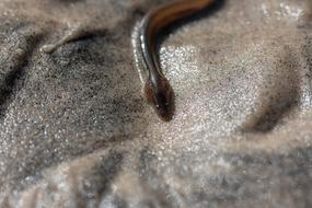 Eel The European North Sea