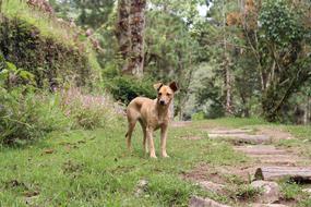 Dog in Nature Portrait
