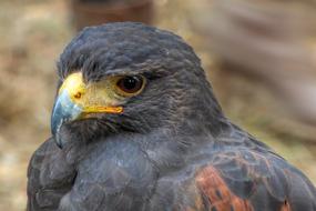Falcon Big bird portrait