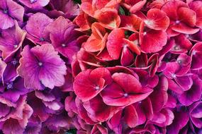 Hydrangeas Colorful Bright