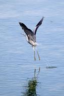 Grey Heron Water Bird