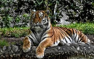 Tiger Big Cat Predator