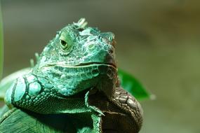 green Lizard portrait