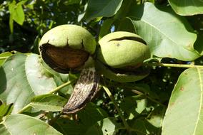 Walnuts in the rind on the tree