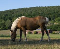 Flaxen Chestnut Horse grazing on Pasture