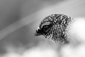 Lagopus Muta Lagopis Partridge