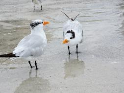 Coastal Birds Terns